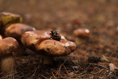 Wild mushrooms growing in autumn forest, closeup