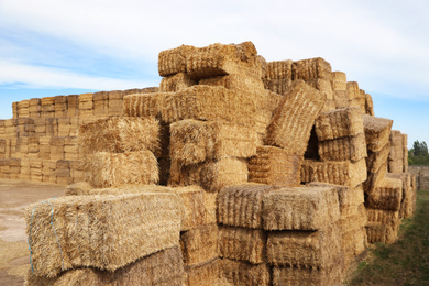 Many cereal hay bales outdoors. Agriculture industry