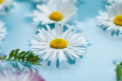 Beautiful daisy flowers floating in water, closeup