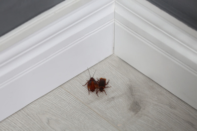 Cockroaches on wooden floor in corner at home. Pest control