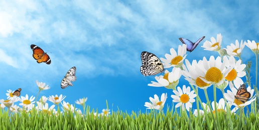 Image of Beautiful chamomile flowers outdoors on sunny day, banner design. Springtime 