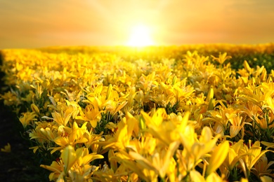 Beautiful bright yellow lilies growing at flower field