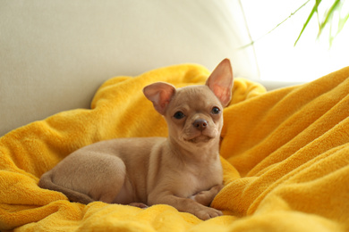 Cute Chihuahua puppy on yellow blanket. Baby animal