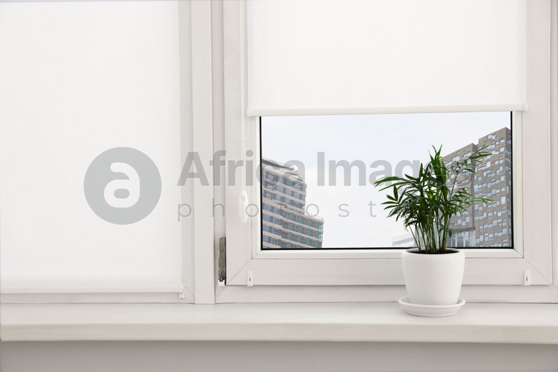 Photo of Houseplant on white sill near window with roller blinds