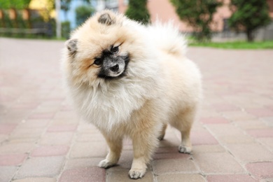 Adorable Pomeranian spitz dog on sidewalk outdoors