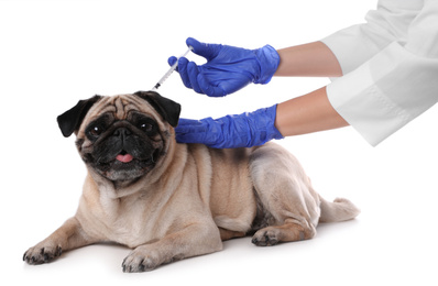 Professional veterinarian vaccinating cute pug dog on white background, closeup