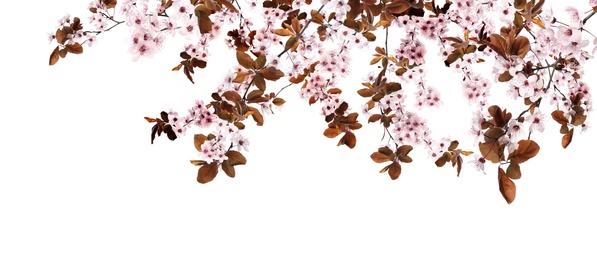 Amazing spring blossom. Tree branches with beautiful flowers on white background, banner design