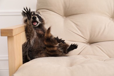 Cute funny raccoon on beige sofa indoors