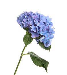 Branch of hortensia plant with delicate flowers on white background