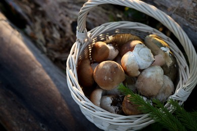 Fresh mushrooms in basket on wood outdoors, above view