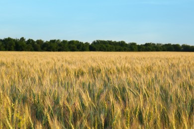 Beautiful agricultural field with ripening wheat crop