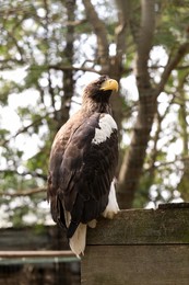 Photo of Beautiful Steller's sea eagle in zoo enclosure