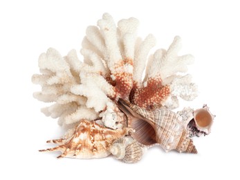 Beautiful exotic sea coral and shells on white background
