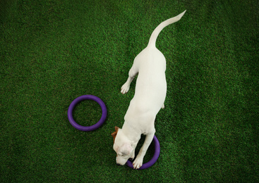 Photo of Cute Jack Russel Terrier playing with toys on green grass, top view. Lovely dog