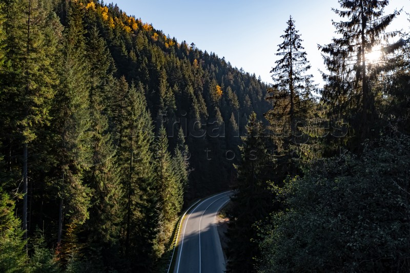 Asphalt road surrounded by coniferous forest on sunny day. Drone photography