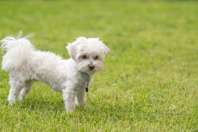 Cute little Maltese dog walking outdoors. Space for text