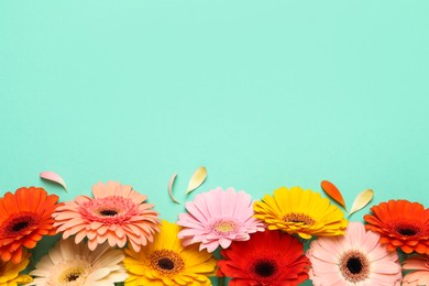 Beautiful colorful gerbera flowers and petals on turquoise background, flat lay. Space for text