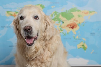 Cute golden retriever sitting near world map, space for text. Travelling with pet