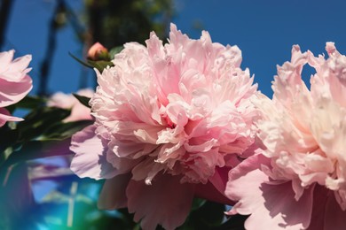Wonderful pink peonies in garden against sky, closeup