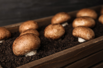 Photo of Brown champignons growing on soil in wooden crate. Mushrooms cultivation