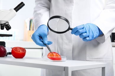 Scientist with magnifying glass exploring slice of tomato in laboratory, closeup. Poison detection