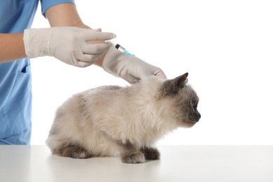 Professional veterinarian vaccinating cat on white background, closeup