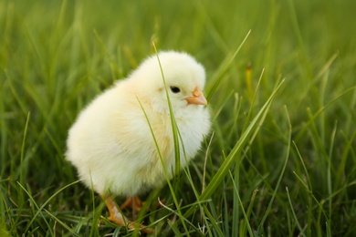 Cute fluffy baby chicken on green grass, closeup. Farm animal