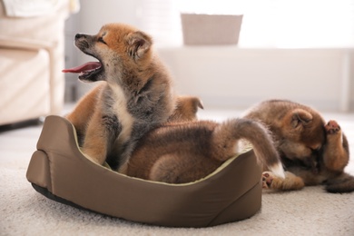Adorable Akita Inu puppies and dog bed indoors