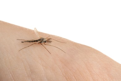 Mosquito on human's skin against white background, closeup