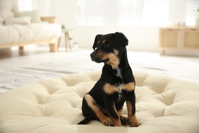 Photo of Cute little puppy sitting on soft pillow indoors