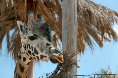Photo of Closeup view of Rothschild giraffe at enclosure in zoo
