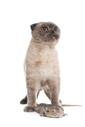 Photo of Cute Scottish fold cat and bearded lizard on white background. Funny pets