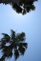 Photo of Beautiful palm trees with green leaves against blue sky, low angle view