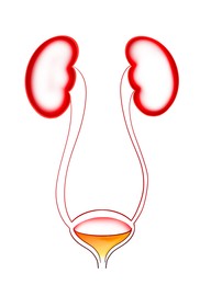 Illustration of kidneys and urinary system on white background. Human anatomy
