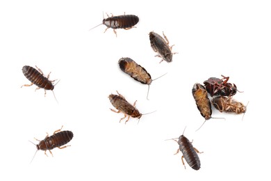 Group of brown cockroaches on white background. Pest control