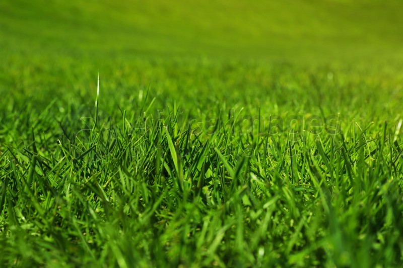 Photo of Fresh green grass as background, closeup view