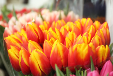 Fresh bouquet of beautiful tulip flowers, closeup