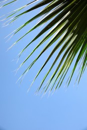 Beautiful view of palm branch on sunny summer day