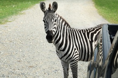 Beautiful striped African zebra near car in safari park