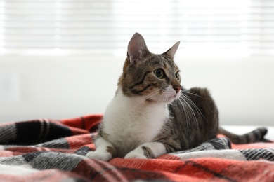 Adorable cat lying on plaid at home