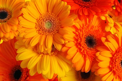 Beautiful orange gerbera flowers as background, closeup