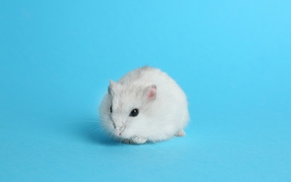 Cute funny pearl hamster on light blue background