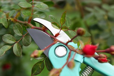 Photo of Pruning flower stem by secateurs outdoors, closeup