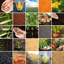 Collage with different photos of vegetables, legumes and seeds. Vegan lifestyle