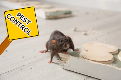 Brown rat gnawing baseboard indoors and warning sign Pest Control