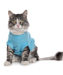 Cute cat wearing stylish pet clothes on white background