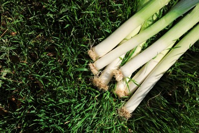 Fresh raw leeks on green grass outdoors, above view. Space or text