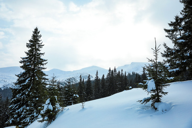 Picturesque view of snowy coniferous forest on winter day