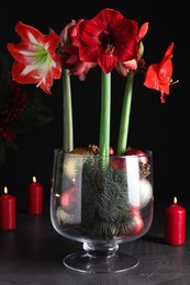 Photo of Beautiful red amaryllis flowers and Christmas decor on black background