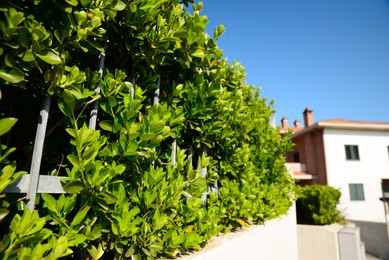 Photo of Concrete fence with metal railing and green bushes outdoors on sunny day